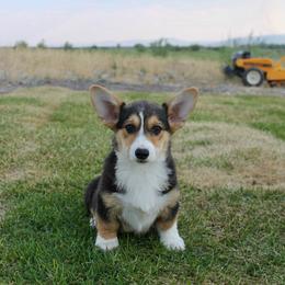 S'more - Black and tan male Pembroke Welsh Corgi puppy in Stockton, Utah from BW Corgis