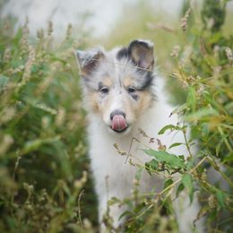 Louis Vuitton - Blue merle white and tan male Collie puppy in Huffville, Virginia from Blackberry Hills Cattle dogs and Collies