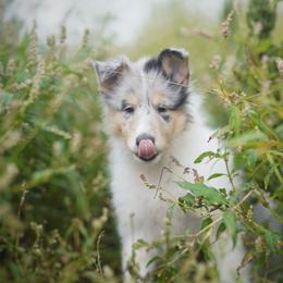 Louis Vuitton - Blue merle white and tan male Collie puppy in Huffville, Virginia from Blackberry Hills Cattle dogs and Collies