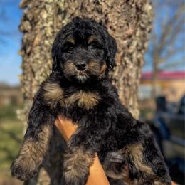 Jazz - Tri-color female Bernedoodle puppy in Rose Hill, North Carolina from Red Door Canines