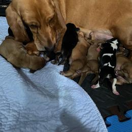 Male Red 2 - Red and white male Basset Hound puppy in Oviedo, Florida from Boss Farms