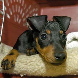 Manchester Terrier Puppies from WhirlWynd Manchester Terriers