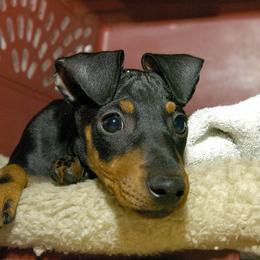 Manchester Terrier Puppies from WhirlWynd Manchester Terriers