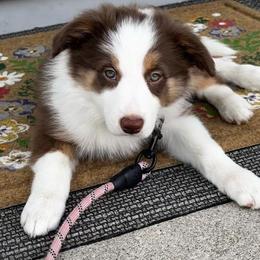 Red and wht female 1 - White and red female Border Collie puppy in Jackson, New Jersey from NJ Bees BC
