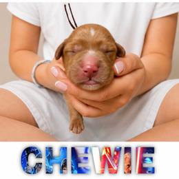 CHEWIE - Red  male Goldendoodle puppy in Minneapolis, Minnesota from The Golden Roo