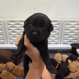 Jessie Peach Collar - Black female Labrador Retriever puppy in Elloree, South Carolina from Moonlight Kennels LLC