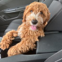 Ollie - Red  male Goldendoodle puppy in New Britain, Connecticut from Goldendoodles Stars LLC