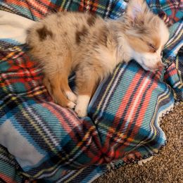 Miniature American Shepherd and Miniature Australian Shepherd Puppies from Trailside Mini Aussies