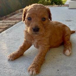 Boy1 - Red  male Goldendoodle puppy in Meridian, Mississippi from Magnolia Poodles and Doodles