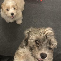 Havanese puppies from Havanese Loves