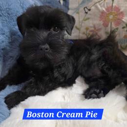Boston Cream Pie - Black male Miniature Schnauzer puppy in San Diego, California from SoCal Beards and Brows
