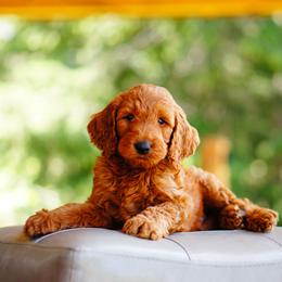 Goldendoodle and Labradoodle Puppies from Doodle Love
