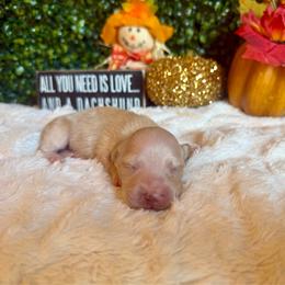 Spice - Cream female Dachshund puppy in Perryville, Maryland from Heavenly Heritage Dachshunds and Doods
