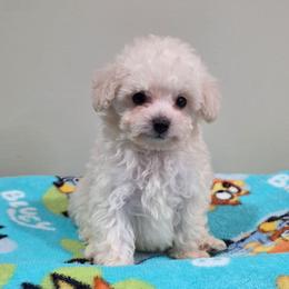 Versace (AKC) - Cream male Poodle puppy in Rainbow City, Alabama from Spinks Poodles