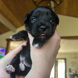 Orion - Black and white male Shichon puppy in Seymour, Tennessee from Mel’s Teddy Bear Puppies
