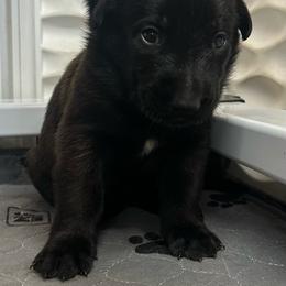 Pink - Red sable female Belgian Malinois puppy in Ellerbe, North Carolina from Grand Prix Kennel