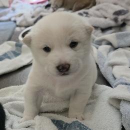 Shiba Inu Puppies from Priscilla Soares