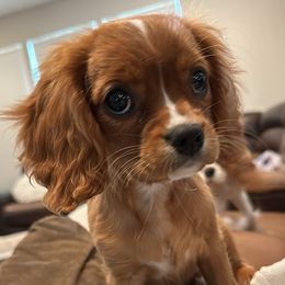 Aussiedoodles, Cavalier King Charles Spaniels, and Cavapoos from Mc Doodles of Texas LLC