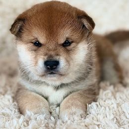 Patty - Red female Shiba Inu puppy in Trenton, Nebraska from Prairie Shibas