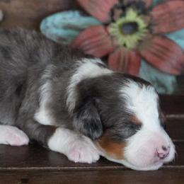 Girl 1 - Blue merle female Aussiedoodle puppy in Lawton, Oklahoma from Lindsey’s Aussies