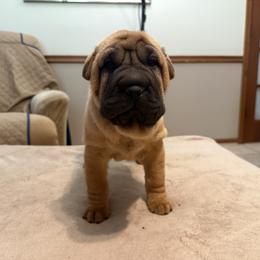 Red collar - Red female Chinese Shar-Pei puppy in Elkin, North Carolina from Martini Shar-Pei