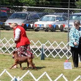 German Pinscher All Grown Up from RiverRAT Barn Hunt