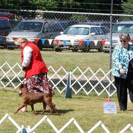 German Pinscher All Grown Up from RiverRAT Barn Hunt
