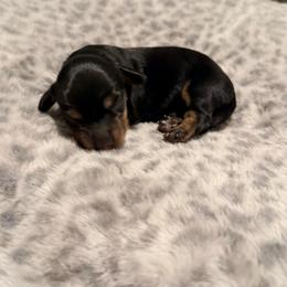Ella - Black and tan female Dachshund puppy in Wrightwood, California from Twinkle Dachs