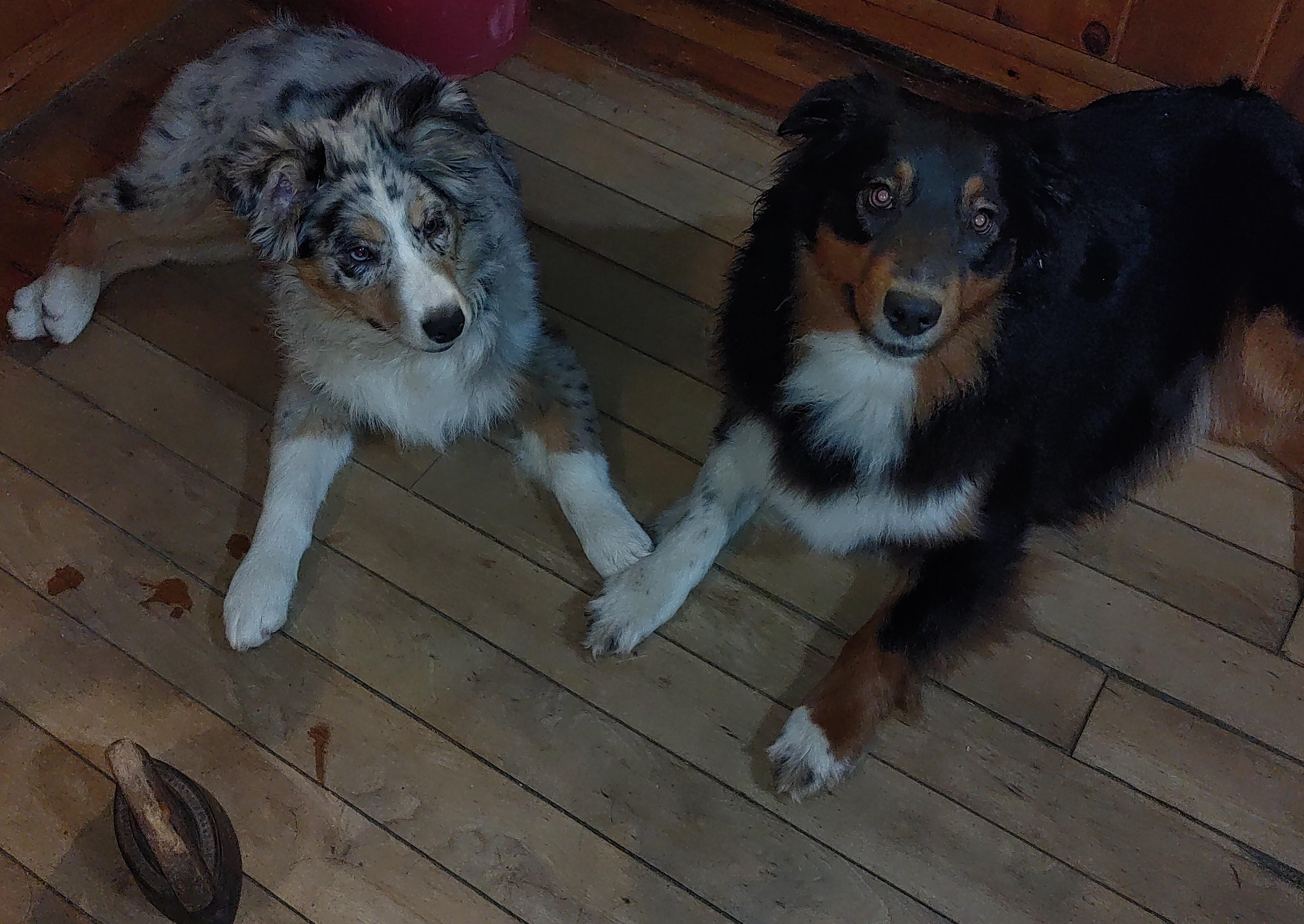 アサバマリエ ボブとリスザル ジークレー Crazy Critters Aussies in Vermont | Australian Shepherd puppies