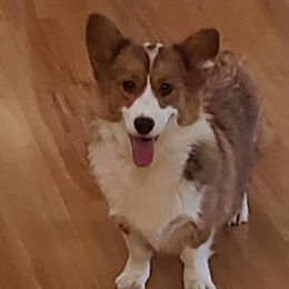 Frosty - Pembroke Welsh Corgi