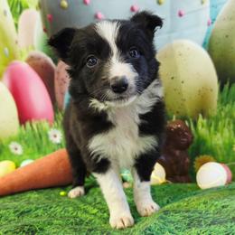 Praying mantis - White and blue merle female Border Collie puppy in Avilla, Indiana from Borderline Kennels