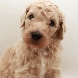 Poodles from Matlock’s Standard Poodles