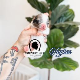 Boy 1 - Hughes - Blue merle male Pomeranian puppy in Idaho Falls, Idaho from Country Life Pomeranians