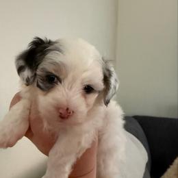 Female 1 - Merle female Maltipoo puppy in Chunchula, Alabama from Double J Doodle Farm