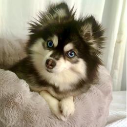 D'Nali - Pomsky