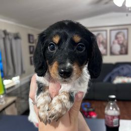 Black and tan pie- MALE - Black and tan male Dachshund puppy in Brookhaven, Mississippi from Southern Grace Doxies