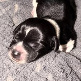 Milo - Piebald male Dachshund puppy in Mesa, Arizona from Dach Army LLC