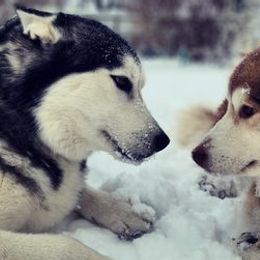 Siberian Huskies from All You Neeb is Love