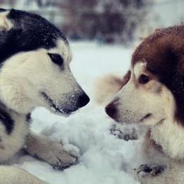Siberian Huskies from All You Neeb is Love