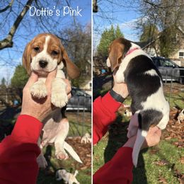 DOTTIES PINK COLLAR - Black red and white female Beagle puppy in Brownsville, Oregon from Beagles on the Run