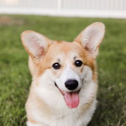 Buttercup - Pembroke Welsh Corgi