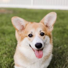 Buttercup - Pembroke Welsh Corgi