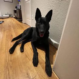 Solid black Malinois male. Perfect go everywhere companion - Black male Belgian Malinois puppy in Dallas, Texas from OreVis Malinois