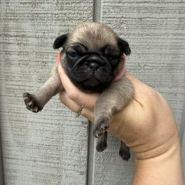 Brittany - Fawn female Pug puppy in Ludowici, Georgia from Royal Destiny Kennels