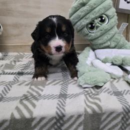 Brady - Black rust and white male Bernese Mountain Dog puppy in Radcliffe, Iowa from Berner Babies