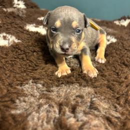 Leana - Blue tri-color female American Bully puppy in Henderson, Kentucky from Medusa’s Bullies