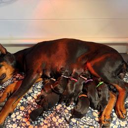 Blue collar male - Black and rust male Doberman Pinscher puppy in Madison, Indiana from Jensen Dobermans and Dachshunds