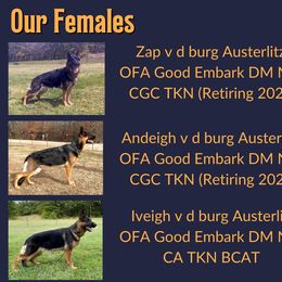 German Shepherd Puppies from Austerlitz German Shepherds