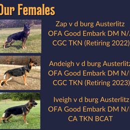 German Shepherd Puppies from Austerlitz German Shepherds