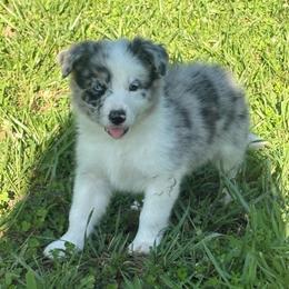 Justin- blue merle - Blue merle male Border Collie puppy in Chattanooga, Tennessee from Ross Vegas Kennels